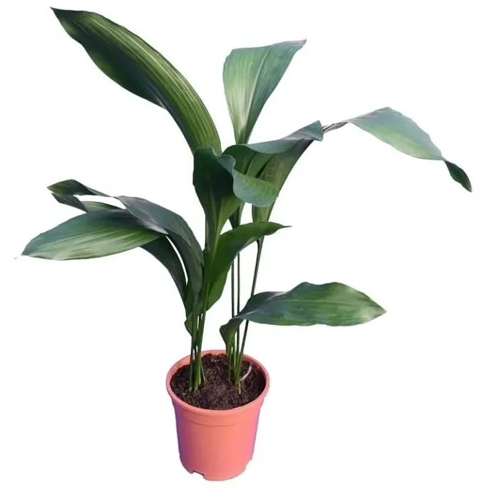 Aspidistra elatior – Schusterpalme