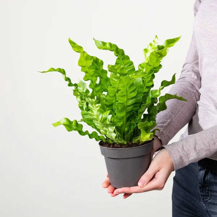 Asplenium ‚Crispy Wave‘