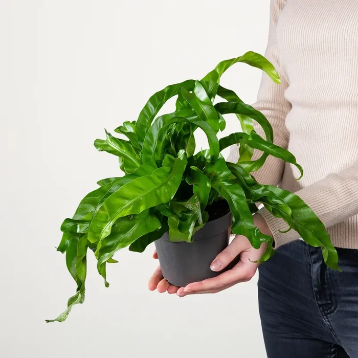 Asplenium ‚Hurricane‘