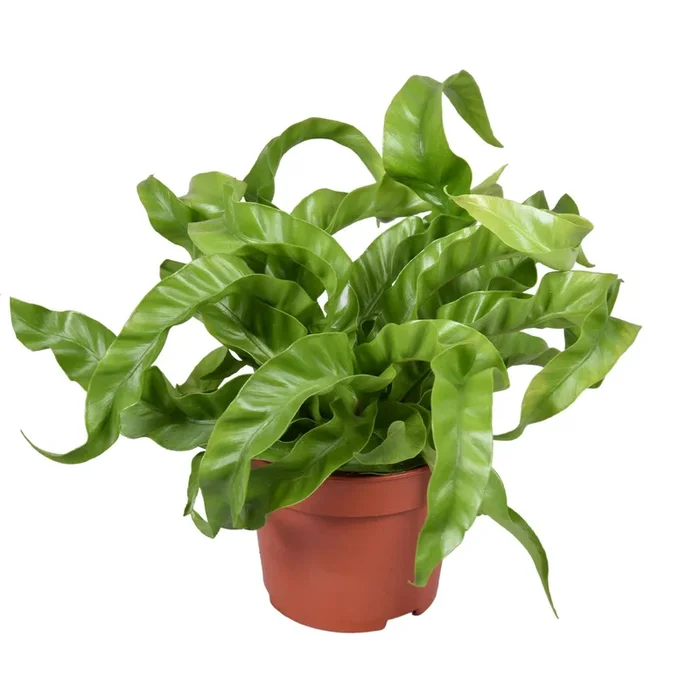 Asplenium antiquum Hurricane Topf 12 cm Ø Nestfarn – Luftreinigende Zimmerpflanze – Grünpflanze