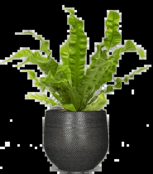 Asplenium crispy wave (Nestfarn) (S)