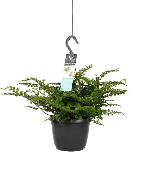 Asplenium Dimorphum Parvati