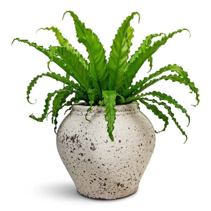 Asplenium Osaka – Japanese Bird’s Nest Fern