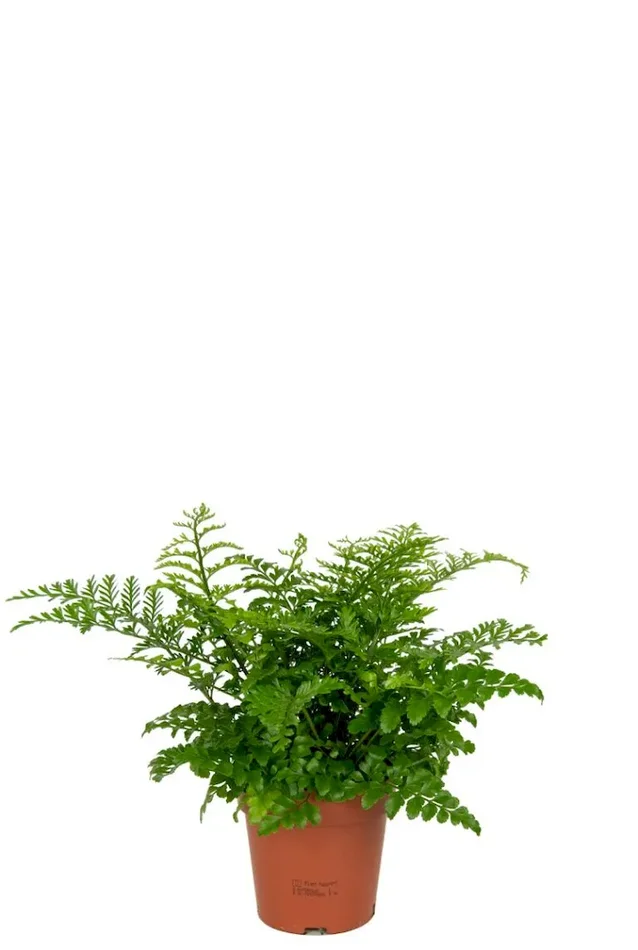 Asplenium Parvati – Asplenium