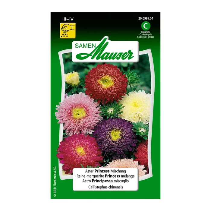 Aster ‚Prinzess‘