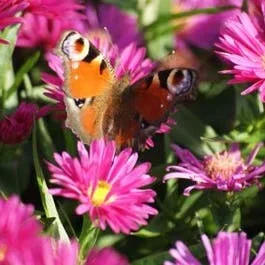 Aster (Aster ‚Anneke‘)