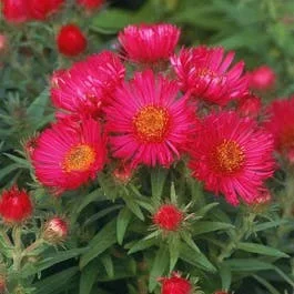 Aster (Aster novae-angliae ‚Andenken an Alma Potschke‘)