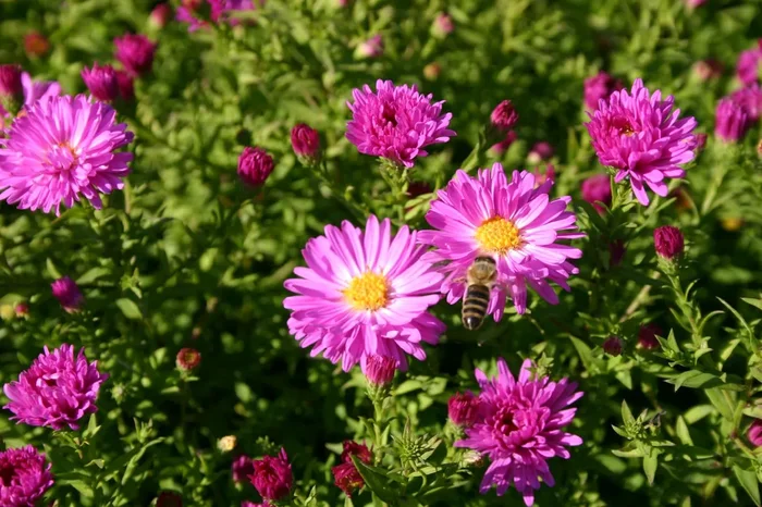 Aster dumosus ‚Kassel‘ (Garten-Kissen-Aster)