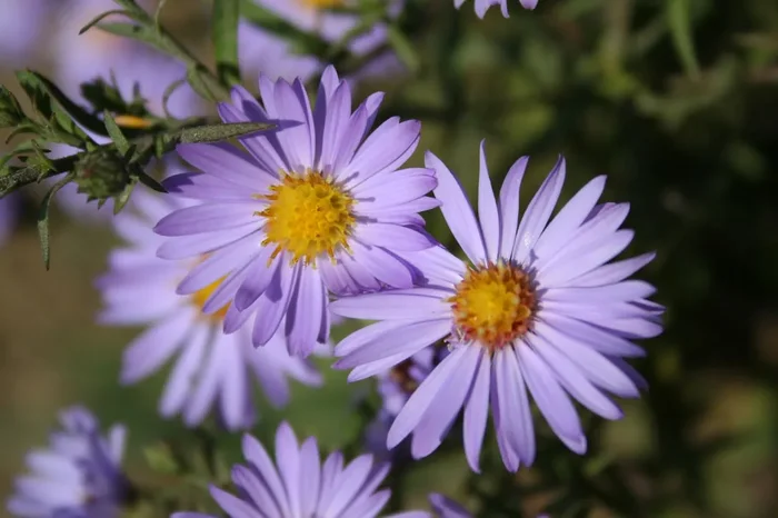 Aster dumosus ‚Lady in Blue‘ (Garten-Kissen-Aster)
