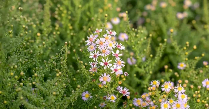 Aster ericoides ‚Lovely‘