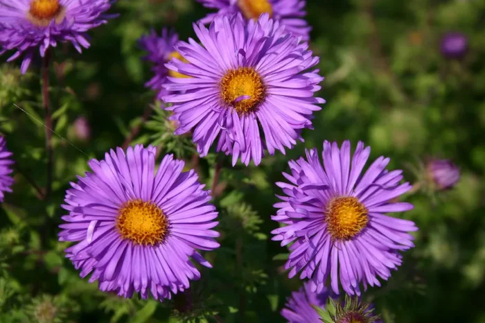Aster novae-angliae ‚Barr’s Blue‘ (Raublatt-Aster)