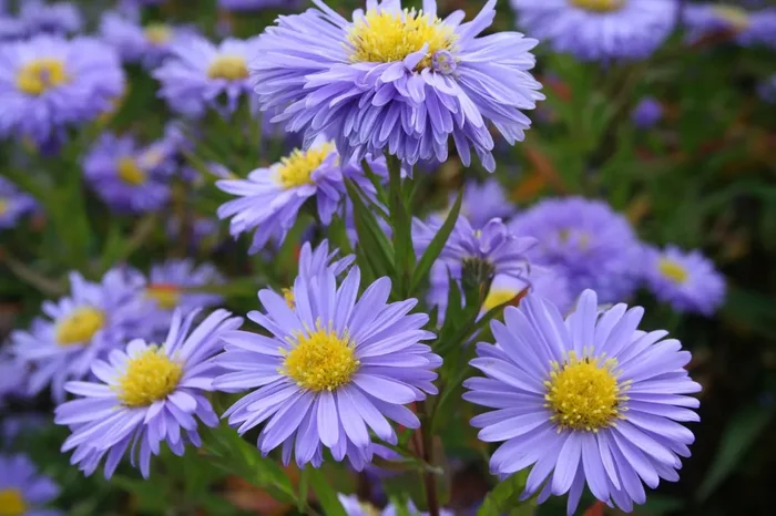 Aster novi-belgii ‚Marie Ballard‘ (Glattblatt-Aster)