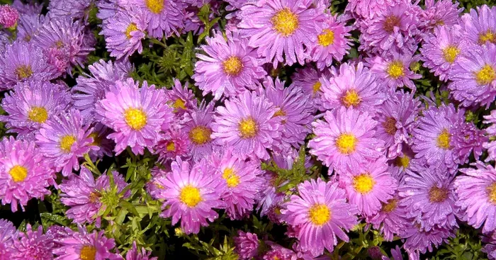 Aster novi-belgii ‚Rosaperle‘