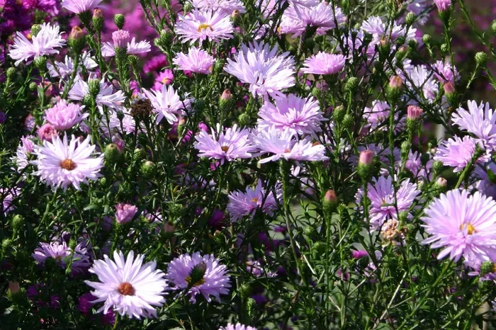 Aster novi-belgii ‚Vasterival‘ (Glattblatt-Aster)