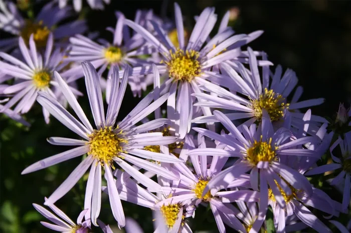 Aster pyrenaeus ‚Lutetia‘ (Pyrenäen-Aster)