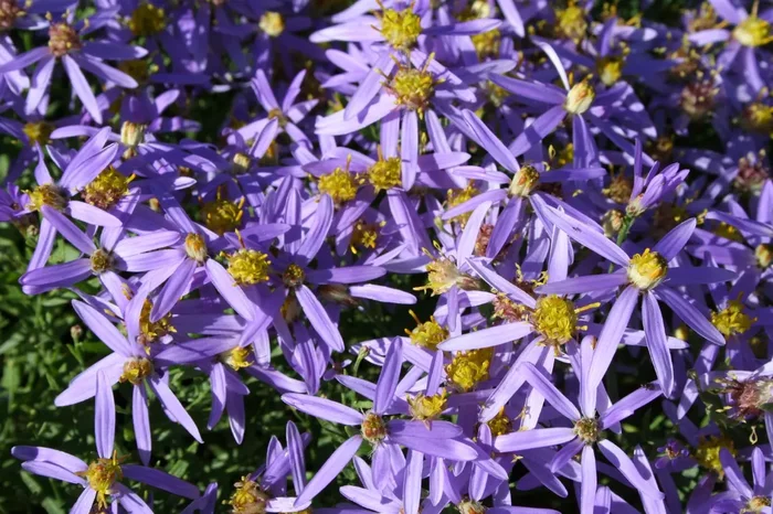 Aster sedifolius ‚Nanus‘ (Wilde Zwerg Aster)