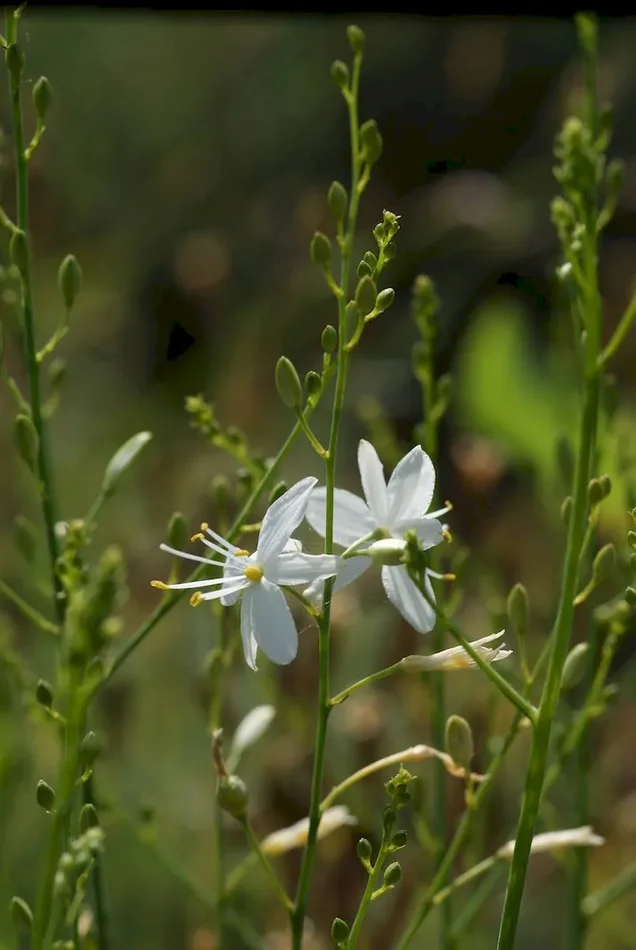Ästige Graslilie, Anthericum ramosum