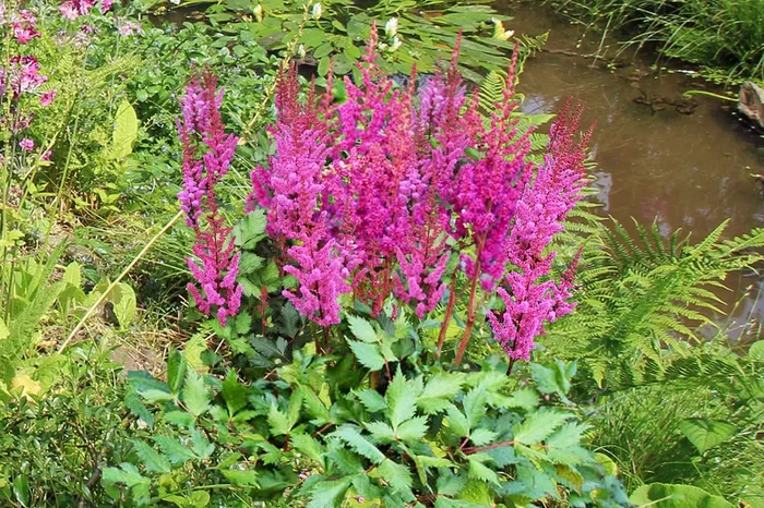 Astilbe chinensis ‚Vision in Red‘ ® (Prachtspiere)