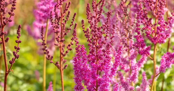 Astilbe chinensis (taquetii) ‚Purpurlanze‘