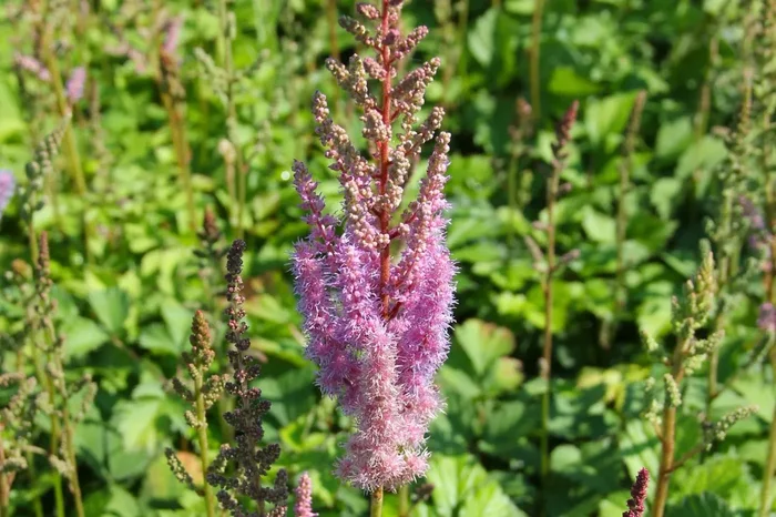 Astilbe chinensis var. pumila (Zwerg-Prachtspiere)