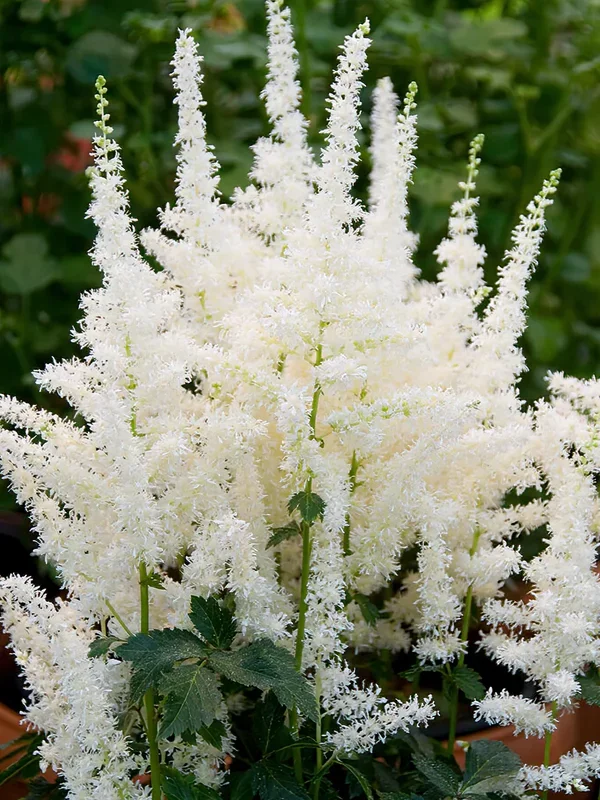 Astilbe Close Harmony (Prachtspiere)