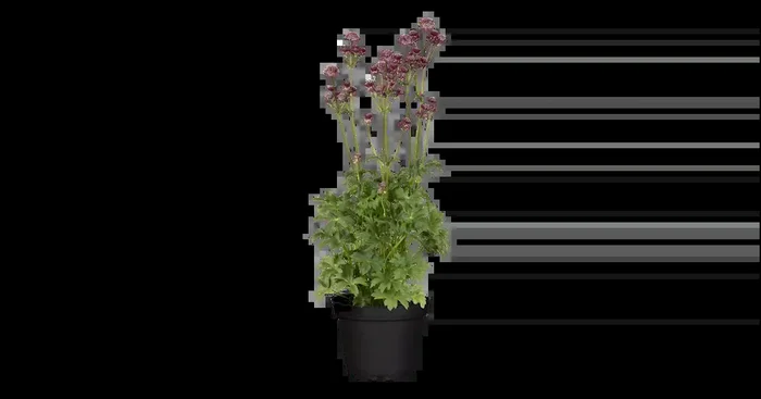 Astrantia major ‚Abbey Road‘ ®