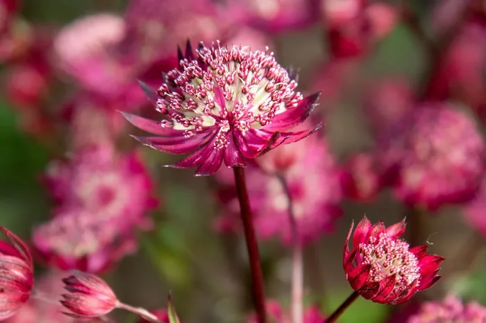 Astrantia major ‚Astra Red‘ (Sterndolde)