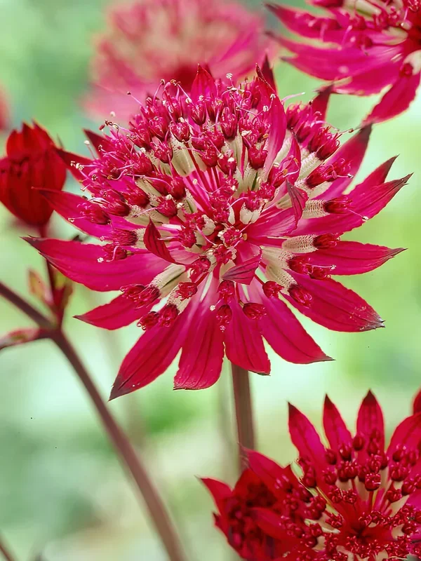 Astrantia (Sterndolde) Major Claret