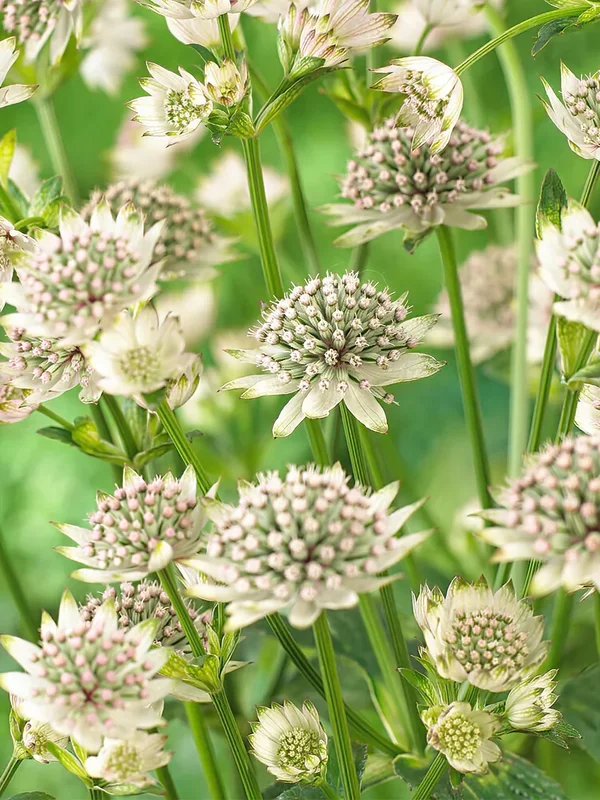 Astrantia (Sterndolde) Major Star of Billion