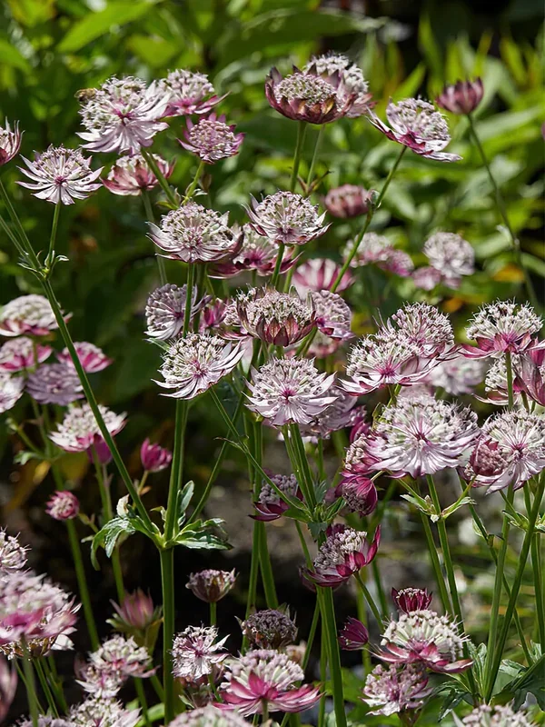 Astrantia (Sterndolde) Midnight Owl