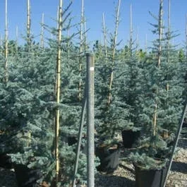 Atlas-Zeder (Cedrus libani ‚Glauca‘)