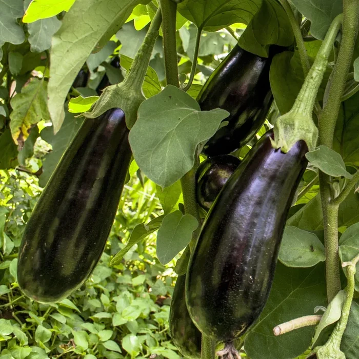 Aubergine Baluroi F1 Pflanzen