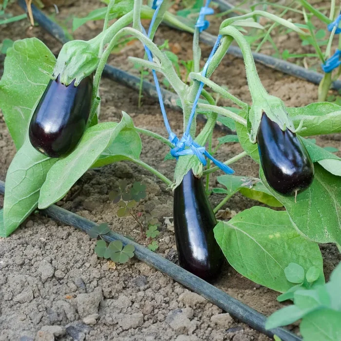Aubergine De Barbentane Bio-Gemüse-Samen