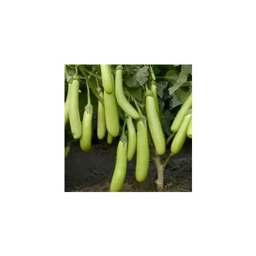 Aubergine Green Sausage F1