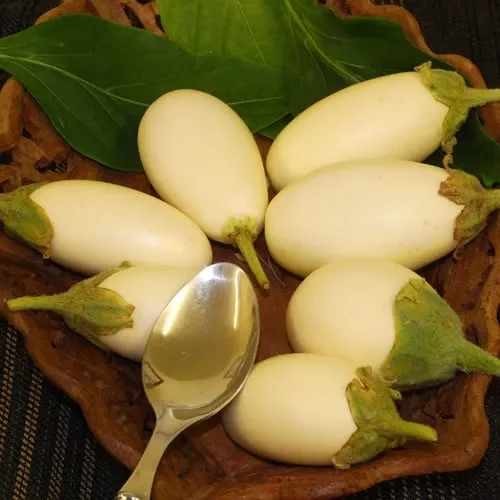 Aubergine Japanese White Egg
