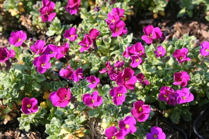 Aubrieta ‚Bressingham Red‘ (Garten-Blaukissen)