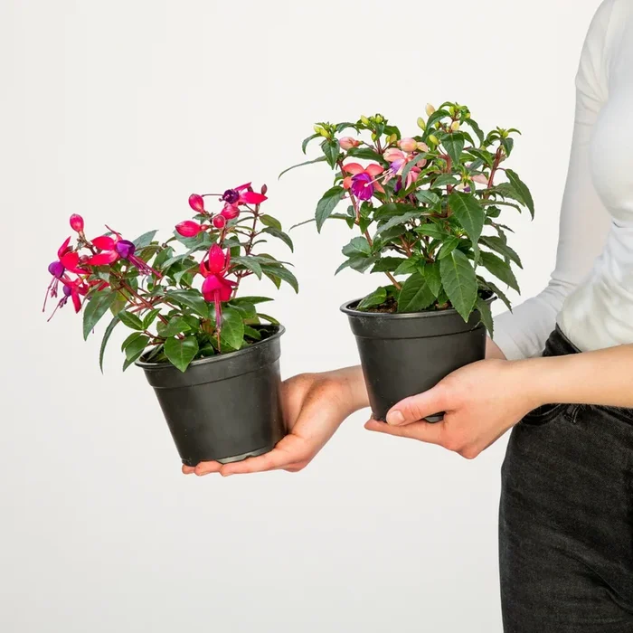 Aufrechte Fuchsien-Mischung – 6 Stück