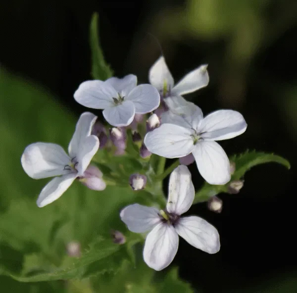 Ausdauerndes Silberblatt (Lunaria rediviva) „Bio“