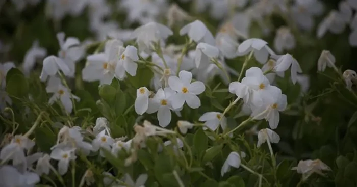 Ausläufer-Flammenblume ‚Ariane‘