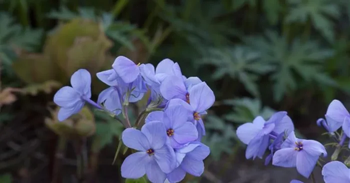 Ausläufer-Flammenblume ‚Blue Ridge‘