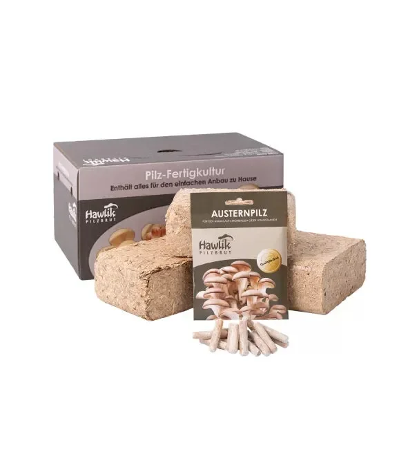 Austernpilz Pilzbeet-Set