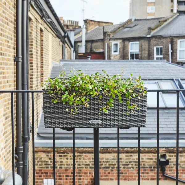 Australian ivy