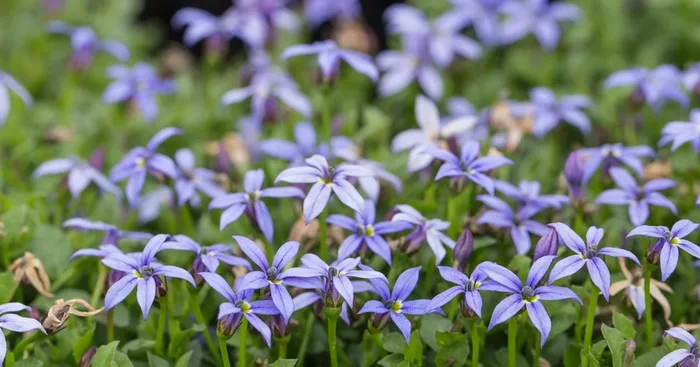Australische Scheinlobelie ‚County Park‘