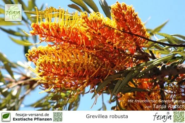 Australische Silbereiche, Grevillea robusta, Pflanze