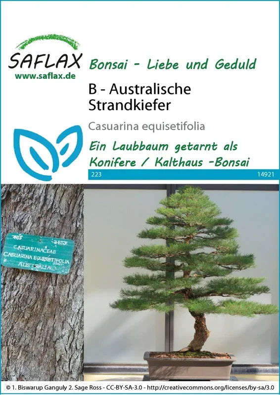 Australische Strandkiefer