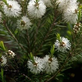Australischer Teebaum
