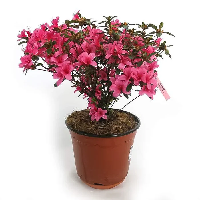 Azalee oder Rhododendron – Rose der Alpen
