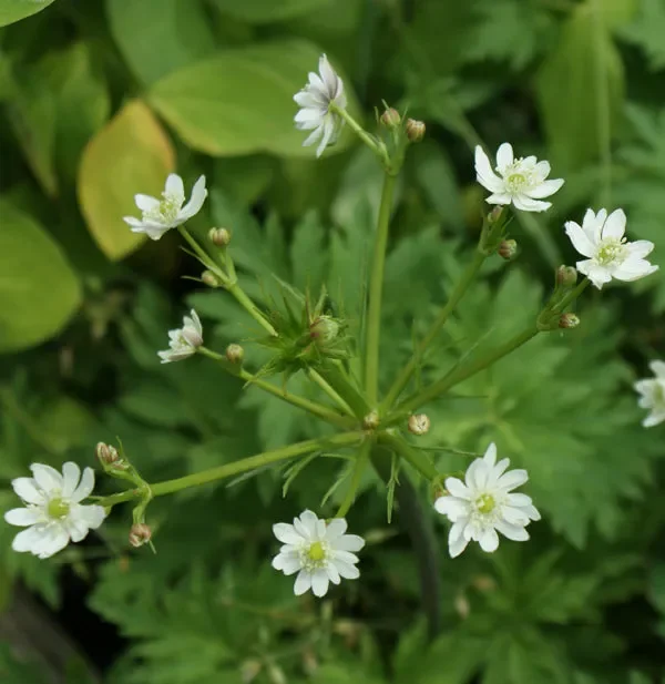 Bach-Anemone (Eriocapitella rivularis, alt: Anemone rivularis) „Bio“
