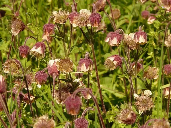 Bach-Nelkenwurz (Geum rivale)