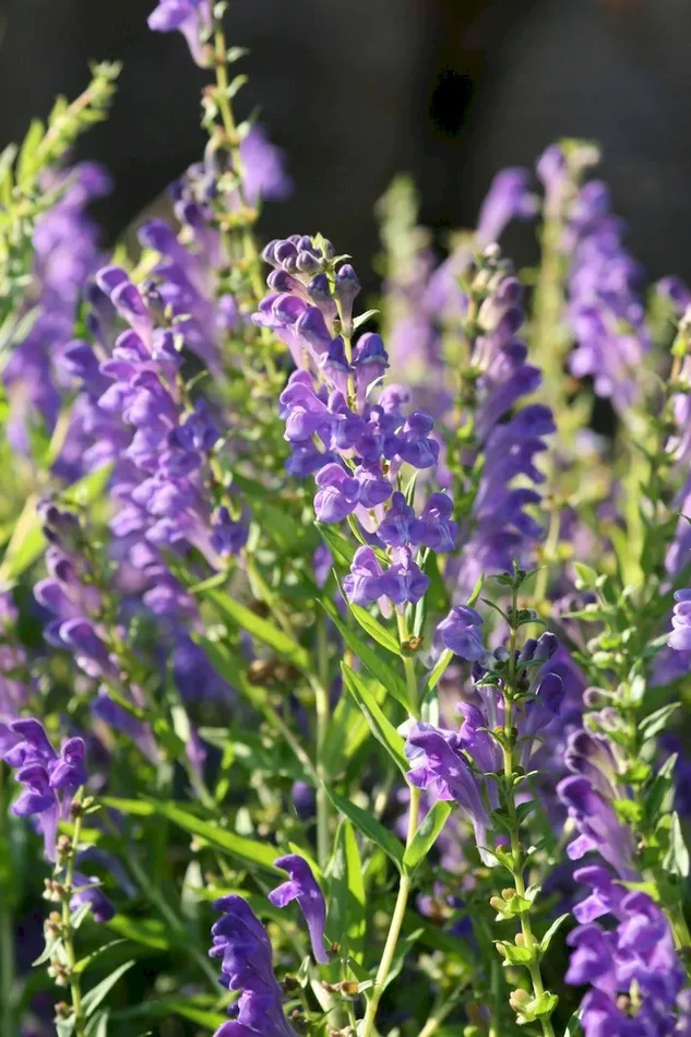 Baikal-Helmkraut, Scutellaria baikalensis